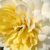 Sárga - Virágágyi floribunda rózsa - Nadine Xella-Ricci